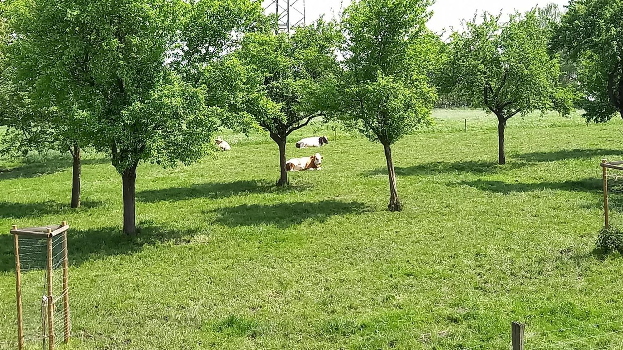 Bauernhof Sesterhenn Leichlingen Εξωτερικό φωτογραφία